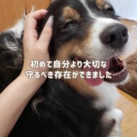 笑う犬