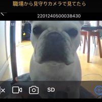 見つめる犬1