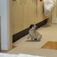 鳴き続けるゴンちゃん
