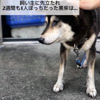 黒柴犬の鶴ちゃん