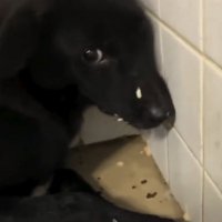 怯えた表情の凛月ちゃん