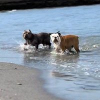 ブリちゃんと海ではしゃぐ