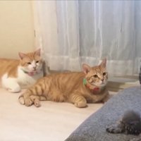 振り返る