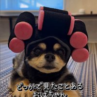 チワワ三兄弟のための購入品紹介5