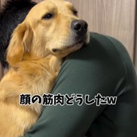 男性に抱っこされて固い表情になっている大型犬