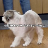 まだおぼつかない足取り