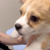 顔を上げる子犬