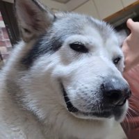 耳掃除中のアランちゃん8