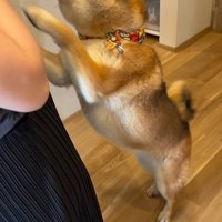 お友達が遊びに来た時のはちちゃん8