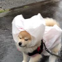 右前足のお靴はどこ…？