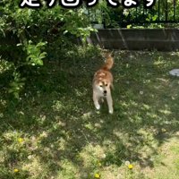 走り回るハルちゃん