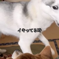同居犬に近づく犬
