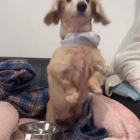 おねだりするれっくすくん