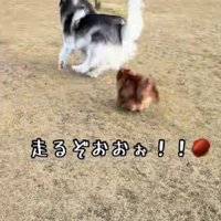 追いかけ回す姿に感嘆！