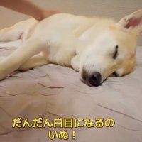 目を閉じるすいちゃん