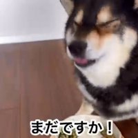 ご飯が食べたいももちゃん