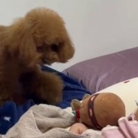 赤ちゃんのそばに立つ犬