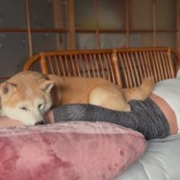 現在のももちゃんは14歳！