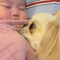 添い寝しながら見守る白兵衛くん