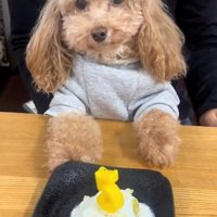 5歳になったモカちゃん