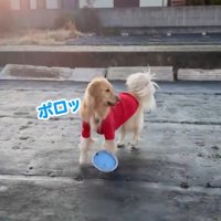 フリスビーをポロッと落として…