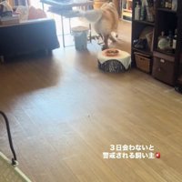 逃げるうーちゃん