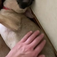 初めて撫でることができた瞬間