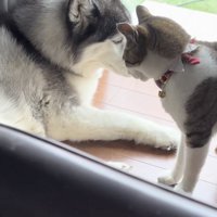 本当の姉弟のような2匹にほっこり