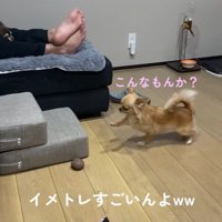 段差を登ろうとするのんちゃん3