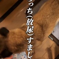 トイレをする犬