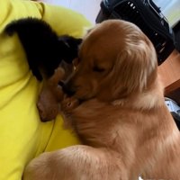 お世話する福ちゃん