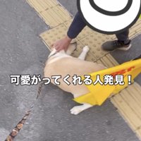 旗のそばで甘える犬