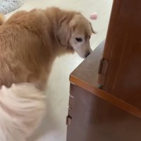 誤解して大喜びの2匹