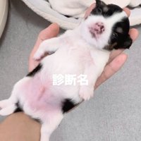 手のひらの上で寝る犬