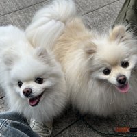 ポメ