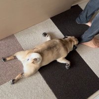 引きずられる小型犬