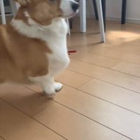 驚く犬