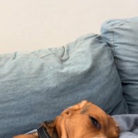 寝ている中型犬