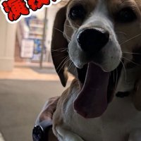 足をかばうこま君9