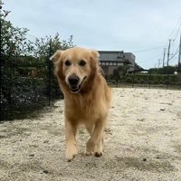 走るアッシュくん