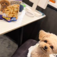 くまちゃんに「おやつほしいの？」と聞いたら