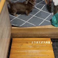 飼い主さんの帰宅に大歓喜