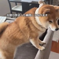 ソファにスタンバイ！