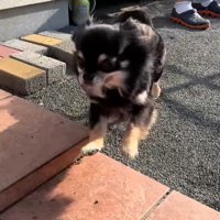 まる君とお姉ちゃんの再会9