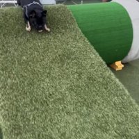 坂の上で身を低くする犬