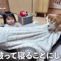 毛布をかぶってみる