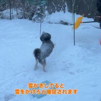 龍之介くんの雪遊び4