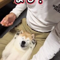 目を閉じる犬