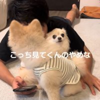 こちらを見つめるチワワ