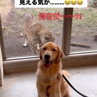 犬とチーター2